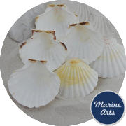 8602/100 - Atlantic Scallop Shells - Medium - 100 Shell Catering Pack